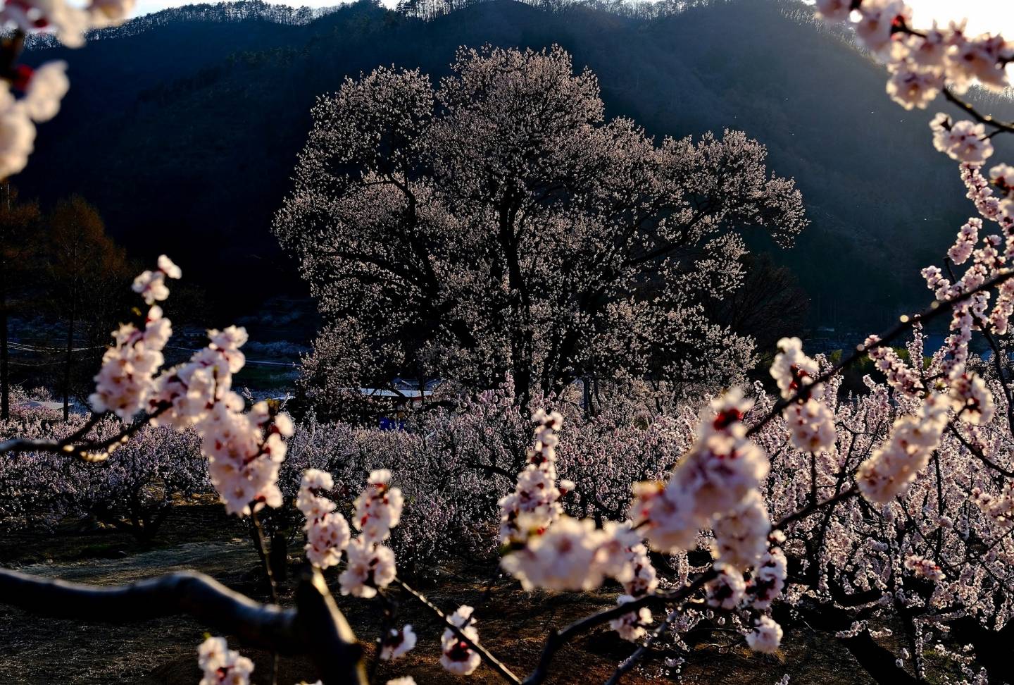 aprikosenblüte chikuma